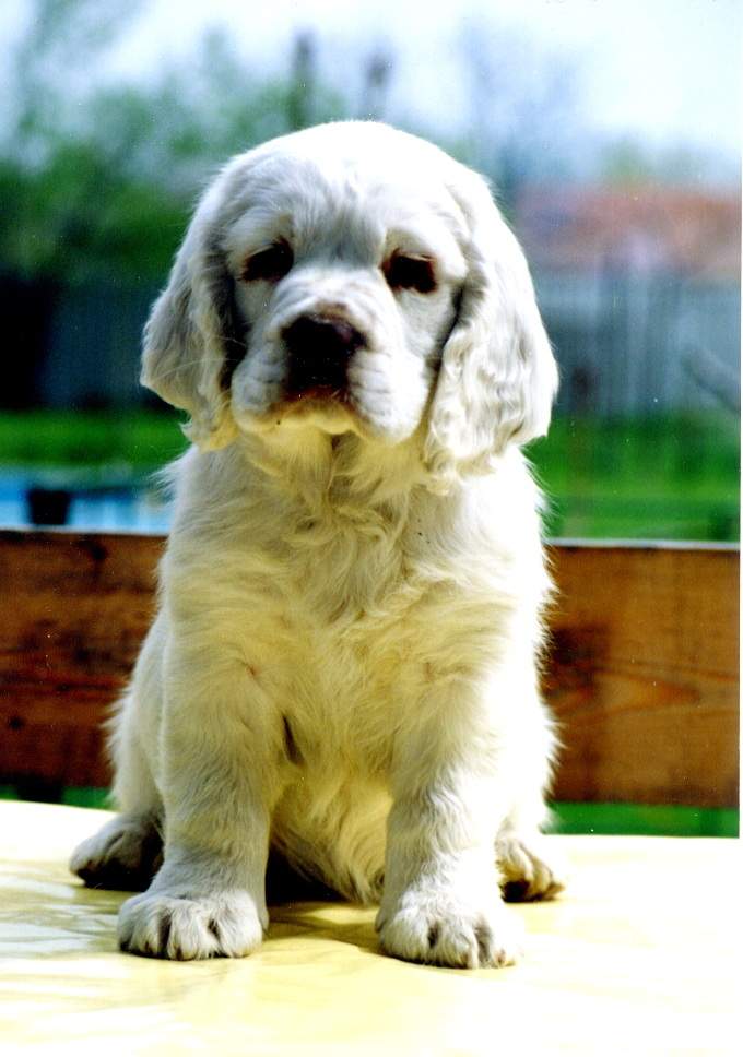 Clumber spaniel puppy