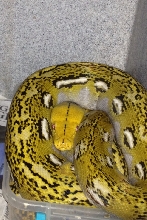 Can't tell what this awesome retic is?