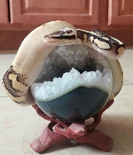 Super pastel calico sitting pretty!