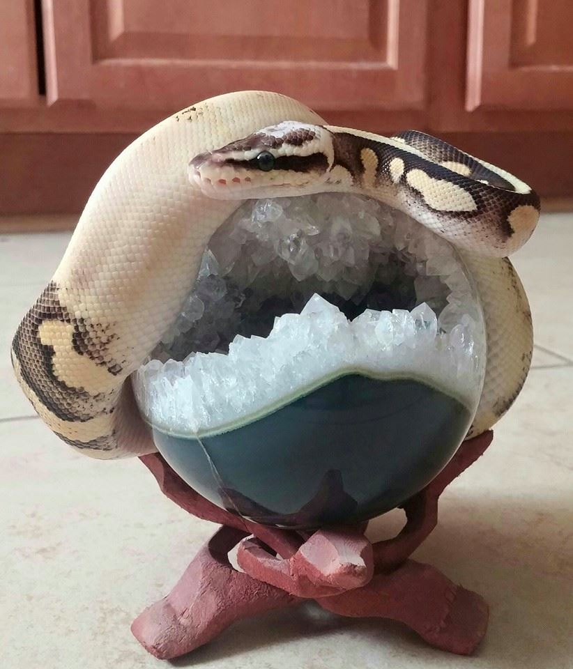 Super pastel calico sitting pretty!