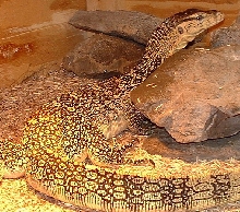 Water Monitor "Charlie"