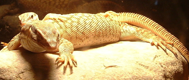 Cuddling ridge tails