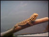 Basking