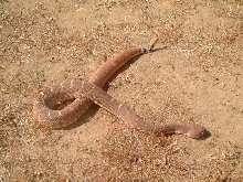 Red Diamond Rattler