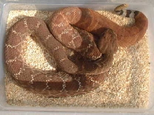Red Diamond Rattler(Crotalus Ruber)