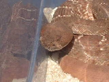 Crotalus Ruber Head