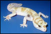 New Leopard Gecko Morph Yearling
