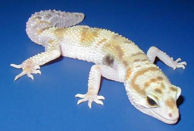 New Leopard Gecko Morph Yearling