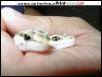 Eye comparrison