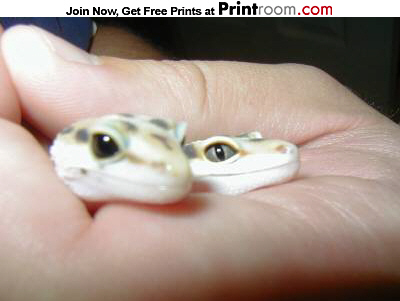 Eye comparrison