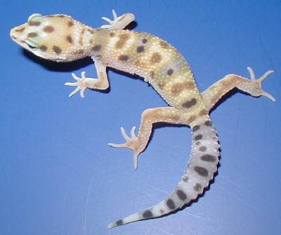 Unproven morph juvenille