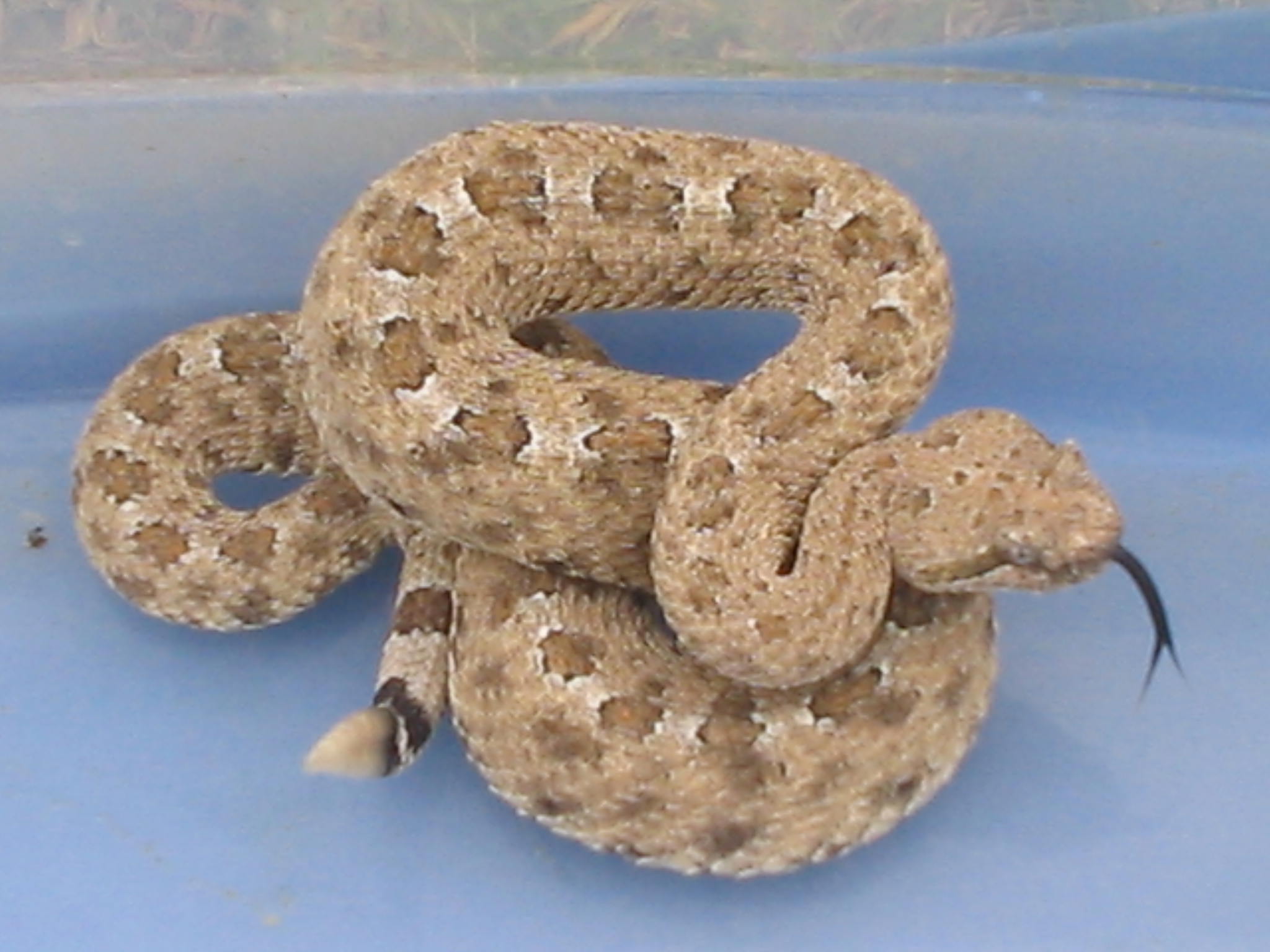 Colorado blacktail sidewinder #2