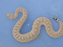 Colorado blacktail sidewinder #3