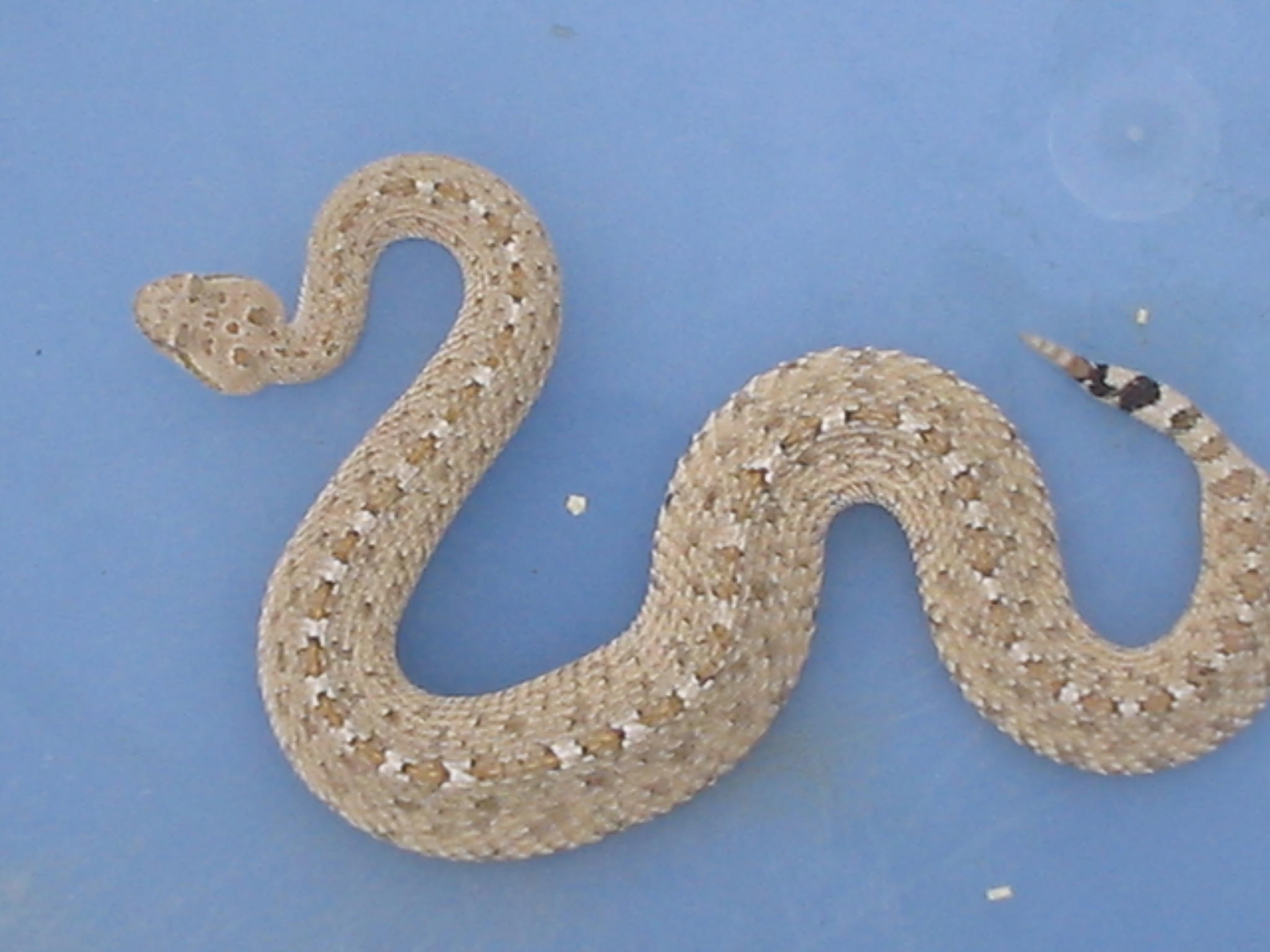 Colorado blacktail sidewinder #3