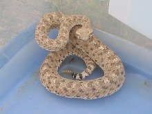 Colorado blacktail sidewinder #4