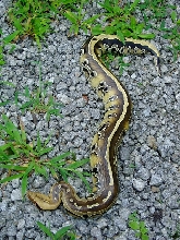 Striped Borneo Short Tail
