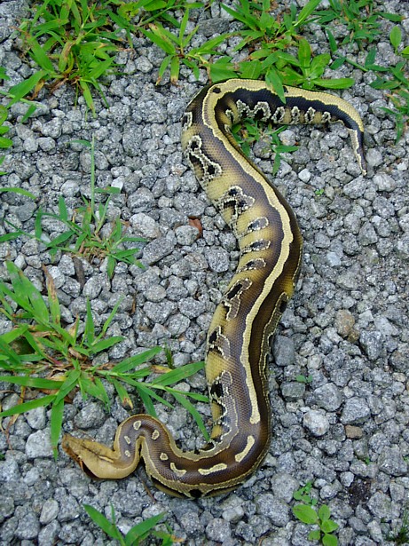 Striped Borneo Short Tail