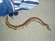 Borneo Short Tail Python