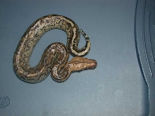"marbled" borneo - Not mine