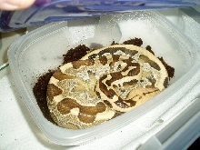 Juvinile Female Borneo in Humid Hide