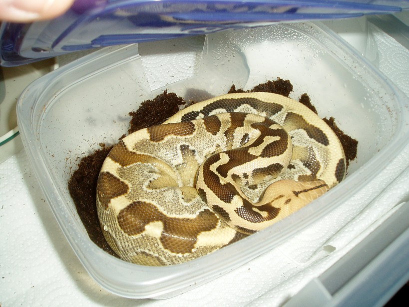 Juvinile Female Borneo in Humid Hide