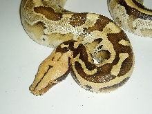 Juvinile Female Borneo