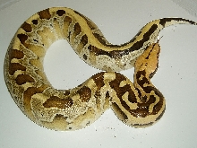 Juvinile Female Borneo