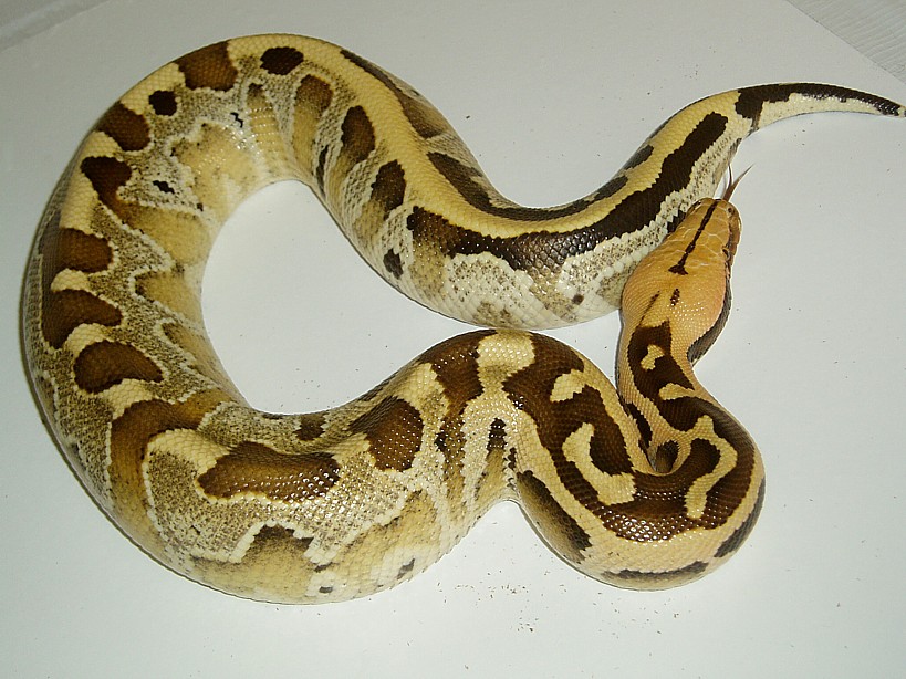 Juvinile Female Borneo