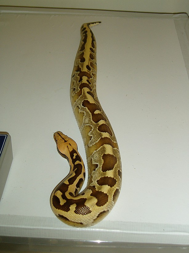 Juvinile Female Borneo