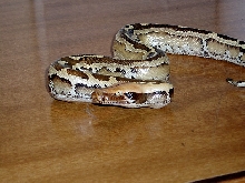 Borneo Short Tail