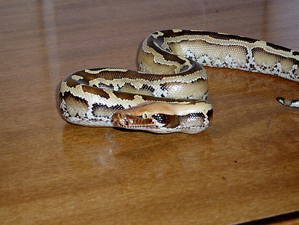 Borneo Short Tail