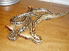 Borneo Short Tail
