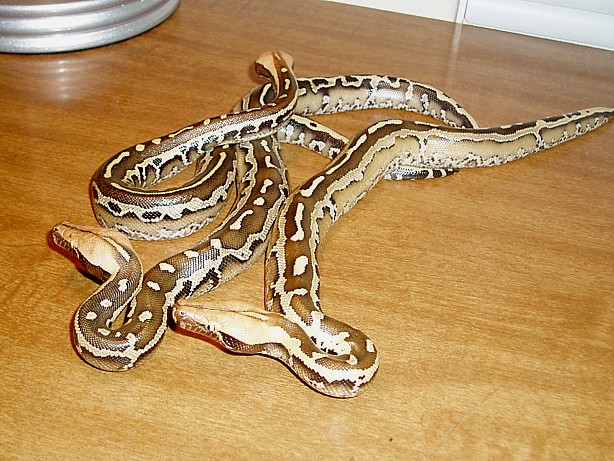 Borneo Short Tail