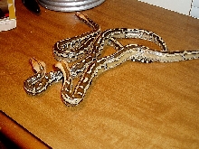 Borneo Short Tail