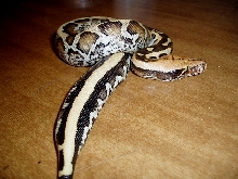Borneo Short Tail