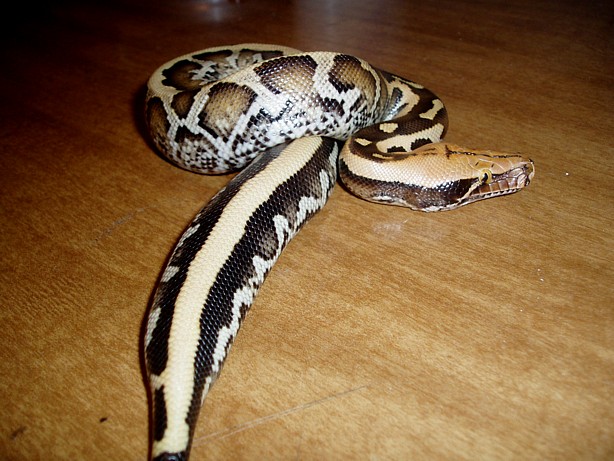 Borneo Short Tail