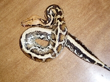 Borneo Short Tail