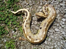 Borneo Short Tail