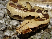 Borneo Short Tail