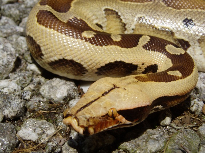 Borneo Short Tail