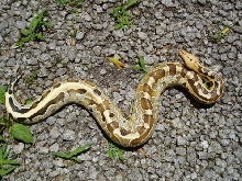 Borneo Short Tail