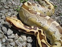 Borneo Short Tail