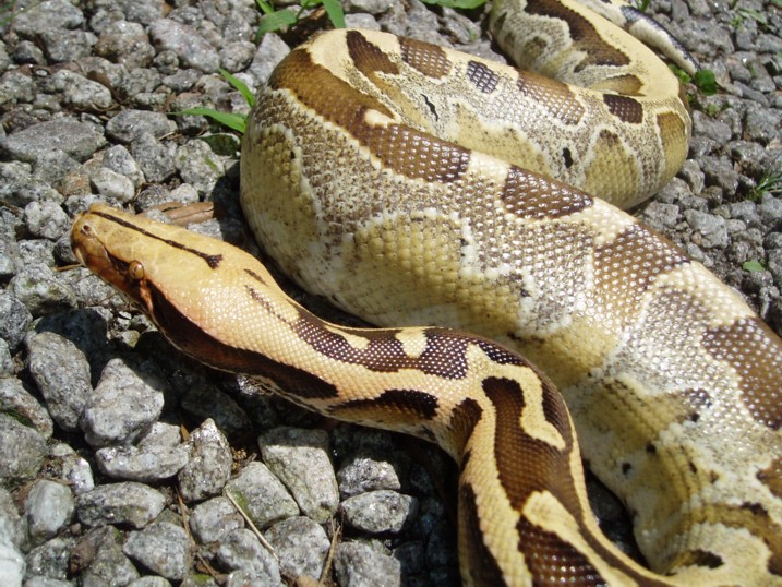 Borneo Short Tail