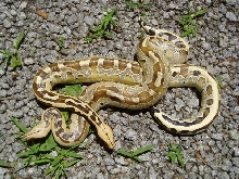 Borneo Short Tails