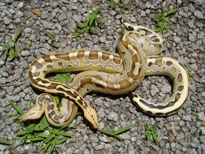 Borneo Short Tails