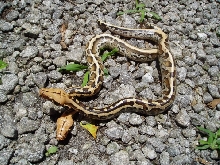 Borneo Short Tails