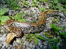 Female Marble Borneo