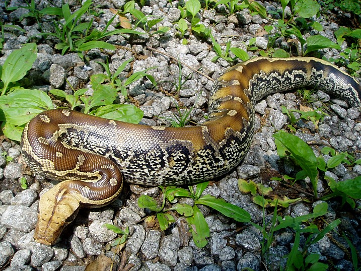 Female Marble Borneo
