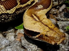 Female Marble Borneo