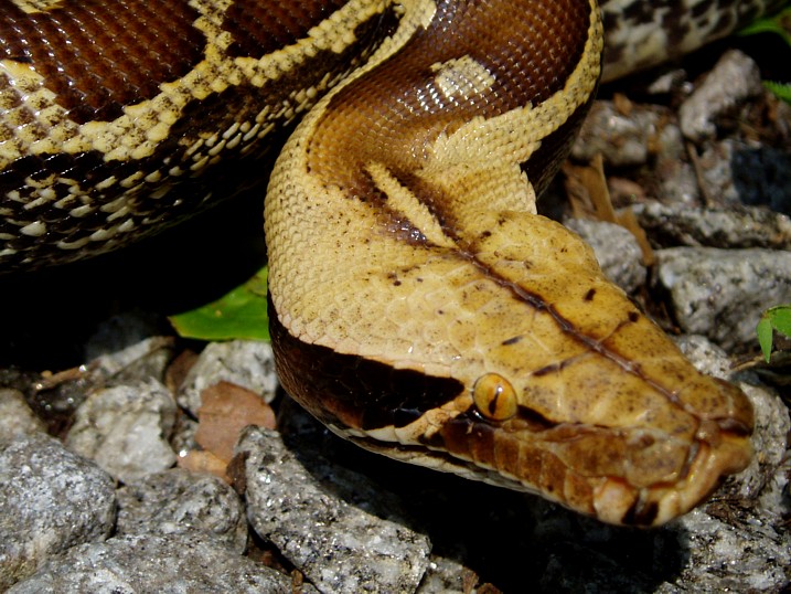 Female Marble Borneo